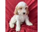 Cavapoo Puppy for sale in Rockville, MD, USA