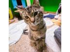 Adopt Lucian a Domestic Short Hair