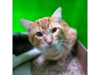 Adopt Sindri a Domestic Short Hair