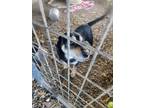 Adopt Vinnie a German Shepherd Dog, Parson Russell Terrier