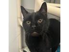 Adopt Melvin a Domestic Short Hair