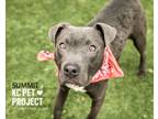 Adopt Summit a Pit Bull Terrier, Mixed Breed