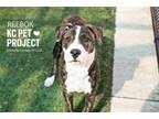 Adopt Reebok a Pit Bull Terrier, Mixed Breed