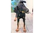 Adopt Luigi 3235 (black collar) a Doberman Pinscher