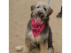 Adopt Razor a Sheep Dog, Terrier