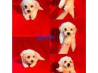 Maltipoo Puppy for sale in Jacksonville, NC, USA