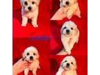 Maltipoo Puppy for sale in Jacksonville, NC, USA