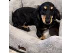 Dachshund Puppy for sale in Kempner, TX, USA