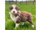 Australian Shepherd Puppy for sale in Gap, PA, USA