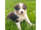 Australian Shepherd Puppy for sale in Gap, PA, USA