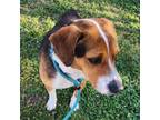 Adopt Pawhuska - Claremont Location a Beagle