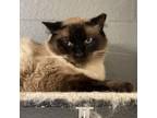 Adopt Rocky - Costa Mesa Location a Siamese, Domestic Long Hair