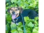 Adopt Chili - Costa Mesa Location a Beagle, Hound