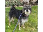Adopt Toto (C000-096) - Claremont Location a Terrier