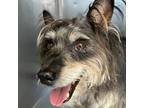 Adopt Toto (C000-096) -City of Industry Location a Terrier