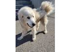 Adopt SNOWBALL a Great Pyrenees