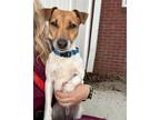 Adopt Rocky a Jack Russell Terrier