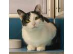 Adopt Stan (bonded To Ollie) a Domestic Short Hair