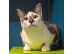Adopt Ollie (bonded To Stan) a Domestic Short Hair