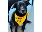 Adopt Nebo a Labrador Retriever