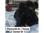 Adopt Tyson a Pit Bull Terrier