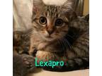 Adopt Lexapro a Domestic Short Hair