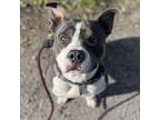 Adopt Dime a Pit Bull Terrier