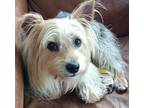 Adopt Scooter a Yorkshire Terrier