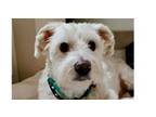 Adopt Comet a Schnauzer, Poodle