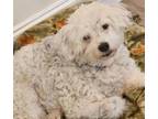 Adopt Maddy a Poodle