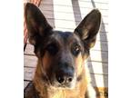 Adopt Oscar a German Shepherd Dog