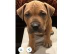 Adopt Milo (Puppy) a Mixed Breed