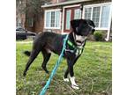 Adopt Jacob a Border Collie, Labrador Retriever