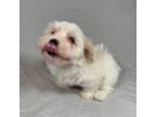 Havanese Puppy for sale in Nashville, TN, USA