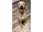 Adopt Roscoe a Poodle