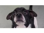 Adopt Eclipse a Jack Russell Terrier, Dachshund