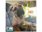 Adopt Remi a Boxer, German Shepherd Dog