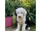 Old English Sheepdog Puppy for sale in Pensacola, FL, USA