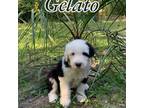 Old English Sheepdog Puppy for sale in Pensacola, FL, USA