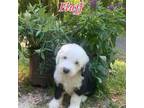 Old English Sheepdog Puppy for sale in Pensacola, FL, USA