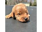 Mutt Puppy for sale in Dracut, MA, USA