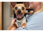 Adopt Pappy a Yorkshire Terrier