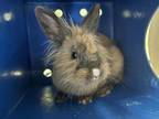 Adopt SCOUT a Angora Rabbit