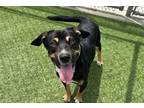Adopt AMIGO a Black and Tan Coonhound, Mixed Breed