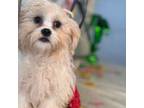Zuchon Puppy for sale in Mobile, AL, USA