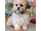 Zuchon Puppy for sale in Mobile, AL, USA
