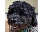 Adopt Binks a Poodle