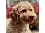 Adopt Charles (Donnie) a Poodle