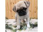Pug Puppy for sale in Bedford, PA, USA