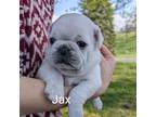 Pug Puppy for sale in Bedford, PA, USA